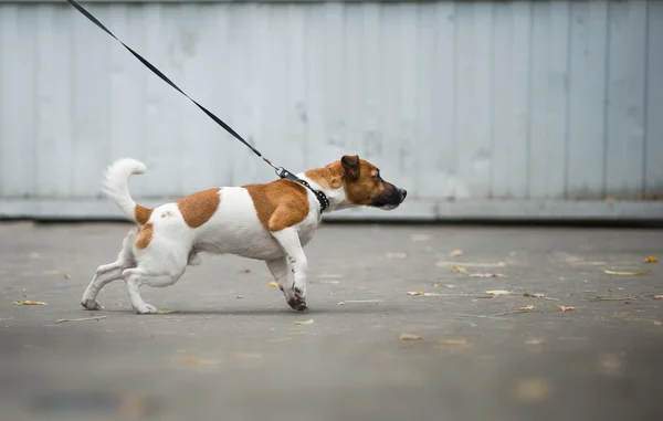 Dog pulling the leash on a walk — Stock Photo, Image