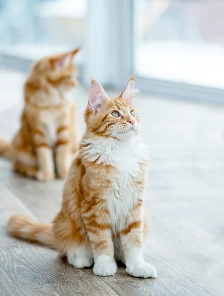Мейн Кун кошеня біля вікна — стокове фото