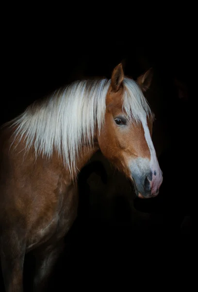 Кінь Паломіно — стокове фото