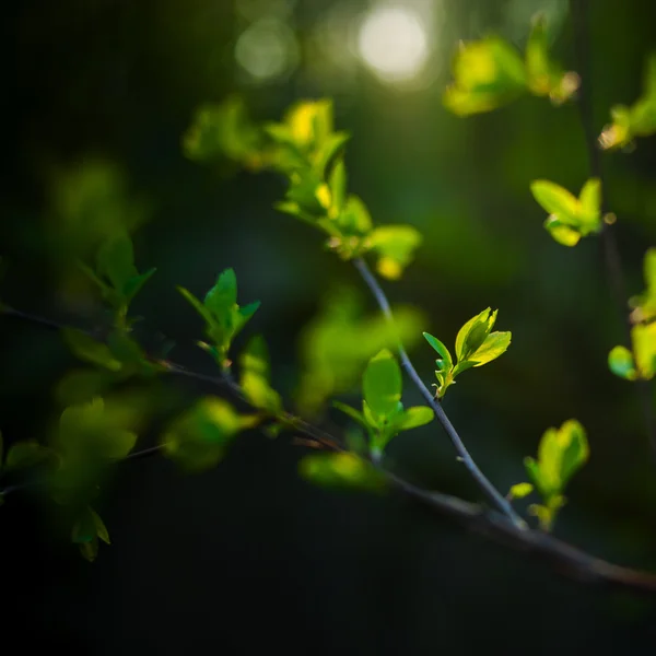 Blad — Stockfoto