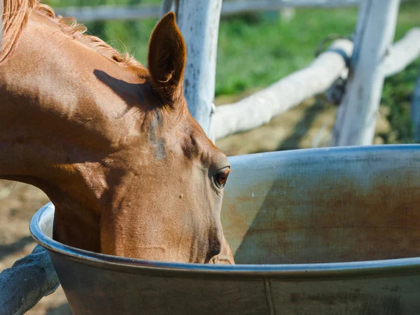 Cavallo arabo bere — Foto Stock