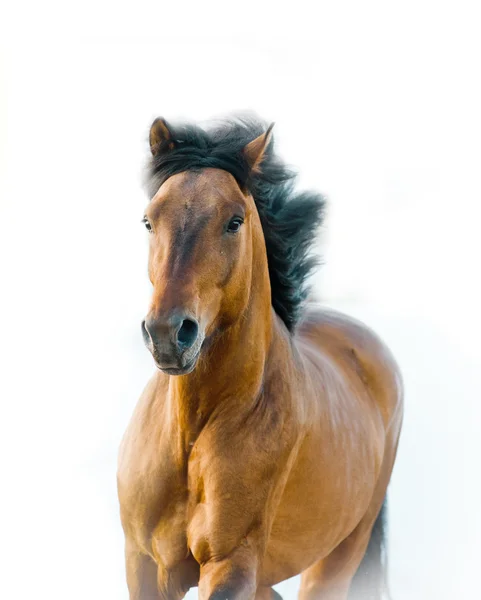 Stallion on a white — Stock Photo, Image