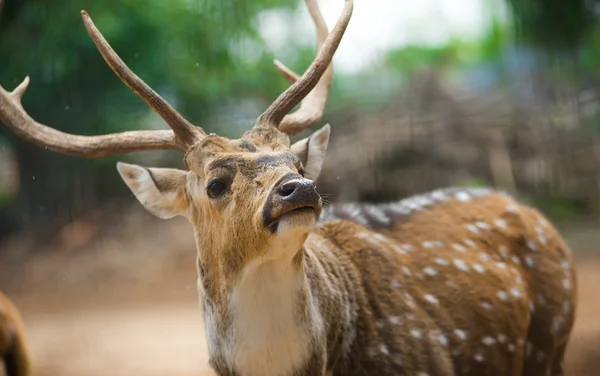 Cervo indiano close up retrato — Fotografia de Stock