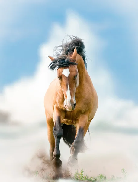 Cavallo selvaggio con onda spruzzata su uno sfondo — Foto Stock