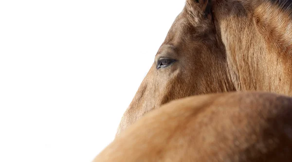 Cabeça de cavalo de perto — Fotografia de Stock