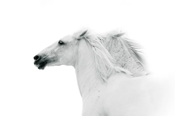 White horses in monochrome colors — Stock Photo, Image