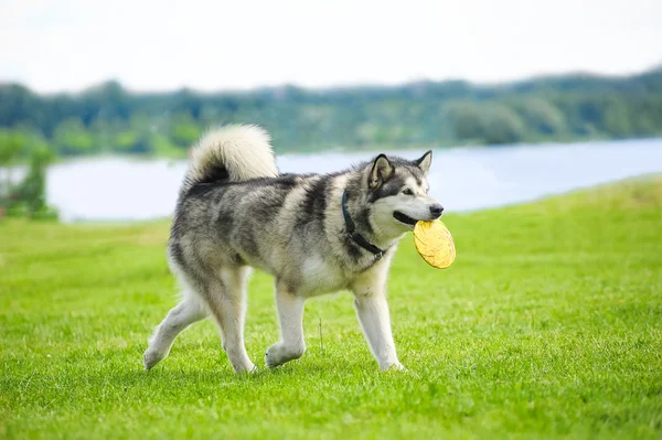 Alaskan malamute z frisby dysku w ustach — Zdjęcie stockowe