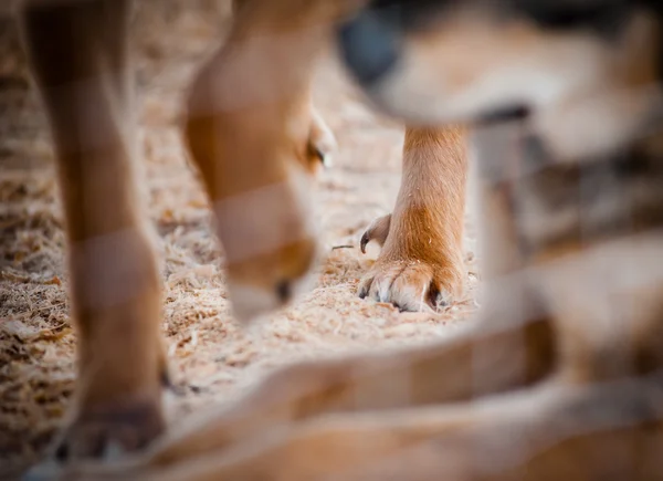 Dog in shelter - dewclaw close up in focus — Stock Photo, Image