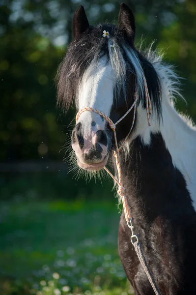 Gypsy häst i sommar — Stockfoto