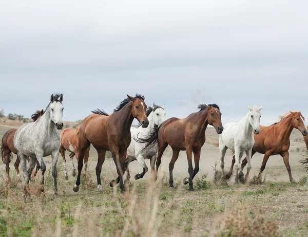 Cavalos selvagens — Fotografia de Stock