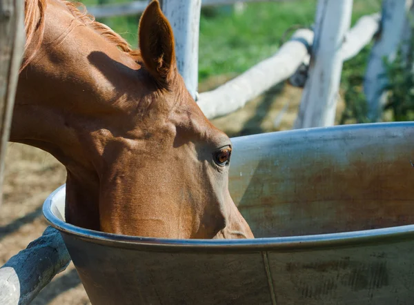 Bebendo cavalo árabe — Fotografia de Stock