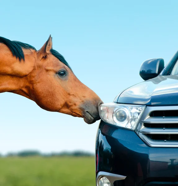 Concept: two stallions - animal and vehicle — Stock Photo, Image