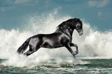 black andalusian stallion and sea wave clipart