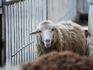 cute young female sheep in the paddock looking curious clipart