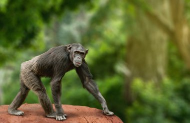 Chimpanzee walking clipart