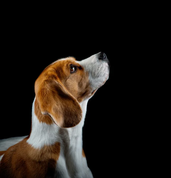 Cachorro beagle olha para cima — Fotografia de Stock