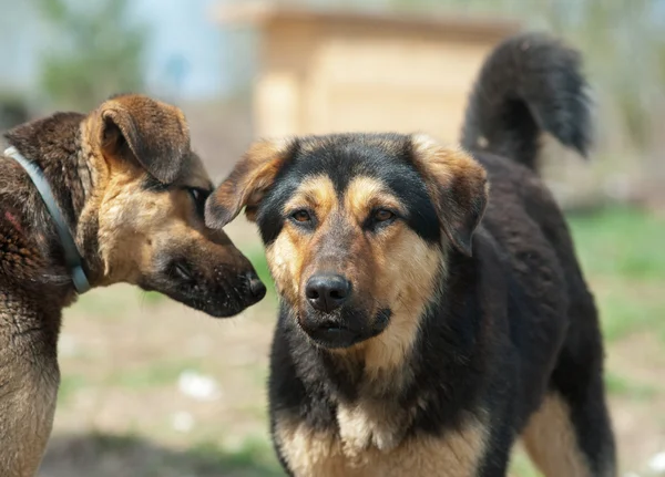 대피 소에 있는 야생 개 — 스톡 사진