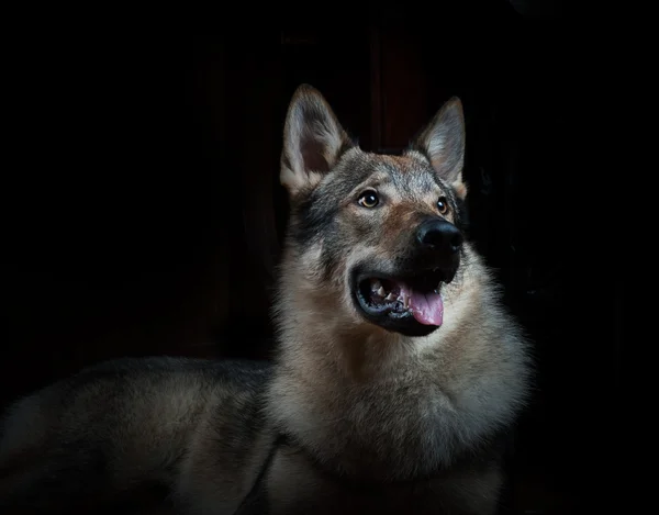Belo cão lobo em um preto — Fotografia de Stock