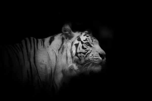 Junger weißer Tigerrüde über einer Dunkelheit — Stockfoto