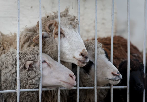 Mérinos moutons beihnd la clôture — Photo
