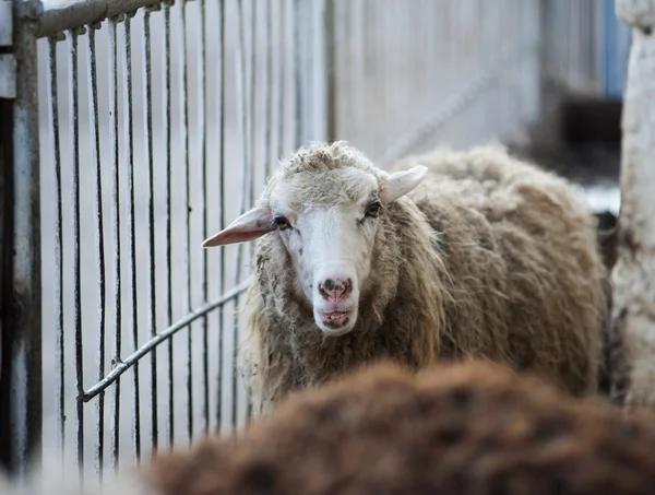 Милая молодая овца в загоне выглядит любопытно — стоковое фото