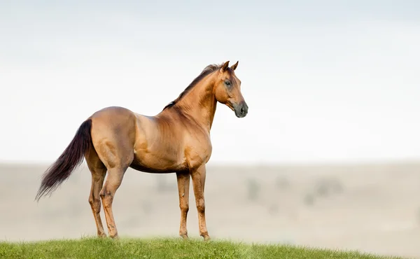 Gouden kastanje hengst staande in een veld op vrijheid — Stockfoto