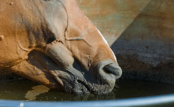 Cavallo che beve — Foto Stock