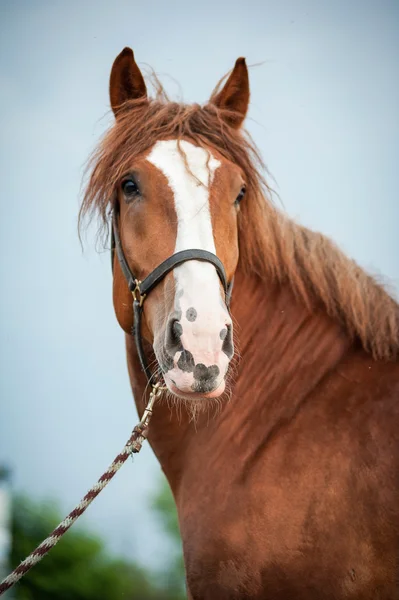 Schweres Pferd — Stockfoto