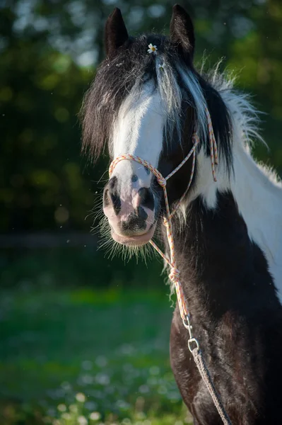 Циганський кінь влітку — стокове фото