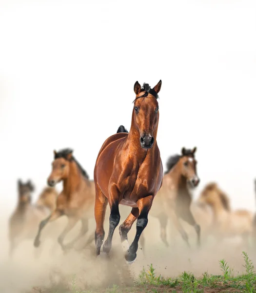 Hästar att köra i dammet — Stockfoto