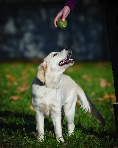 Golden retriever puppy with owner playing — Stock Photo, Image