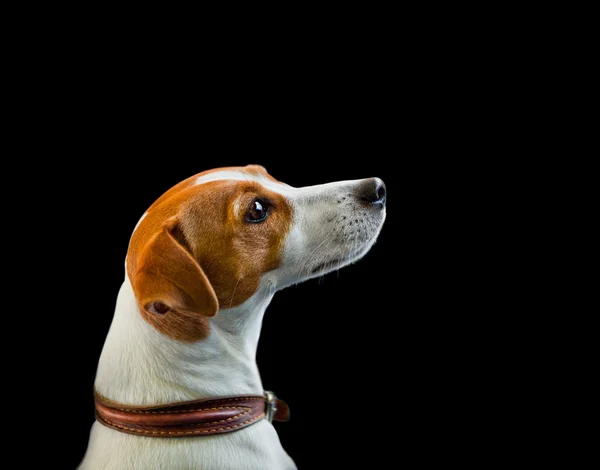 Jack russel terrier porträtt på en svart — Stockfoto