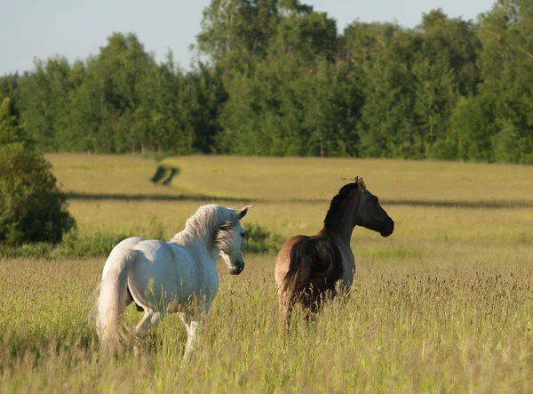 Horses on freedom — Stock Photo, Image