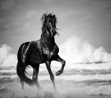 black stallion by the seaside clipart