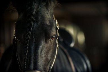 Frisian stallion closeup in equine ammunition inside the stable clipart