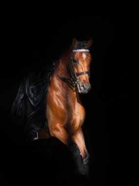 Saddle horse in dark clipart