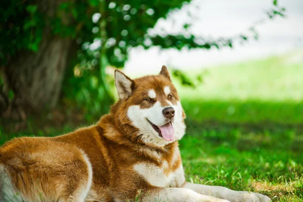 Husky på gräs — Stockfoto