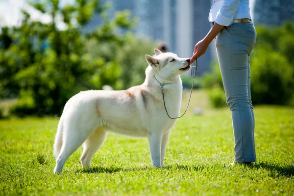 Siberian husky on a show — Stock Photo, Image