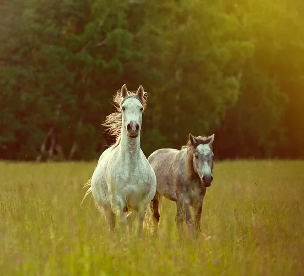 Arabische Pferde — Stockfoto