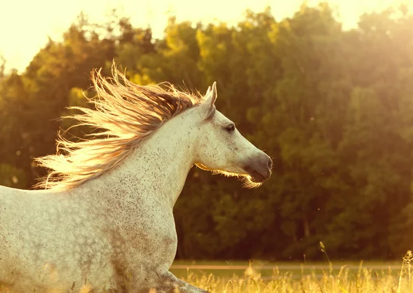 Arab horse in sunset — Stock Photo, Image