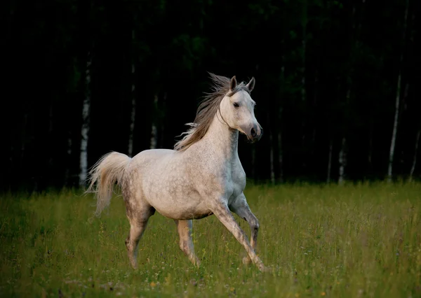 Caballo árabe en el bosque — Foto de Stock