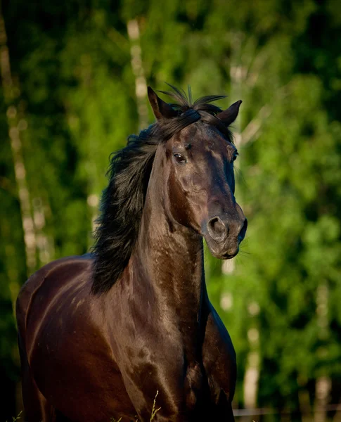 漆黒の馬 — ストック写真
