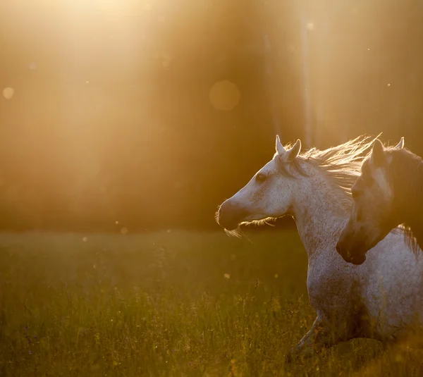 Koně při západu slunce téma pozadí — Stock fotografie