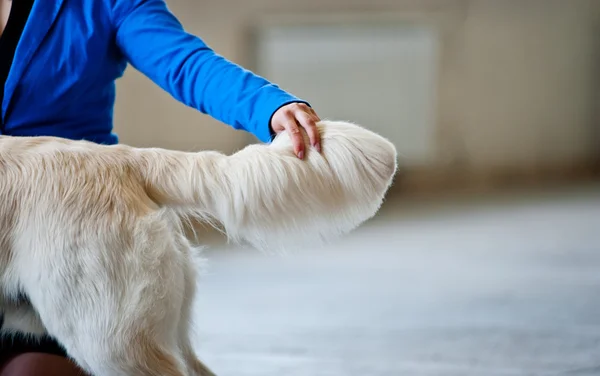 En una exposición de perros — Foto de Stock