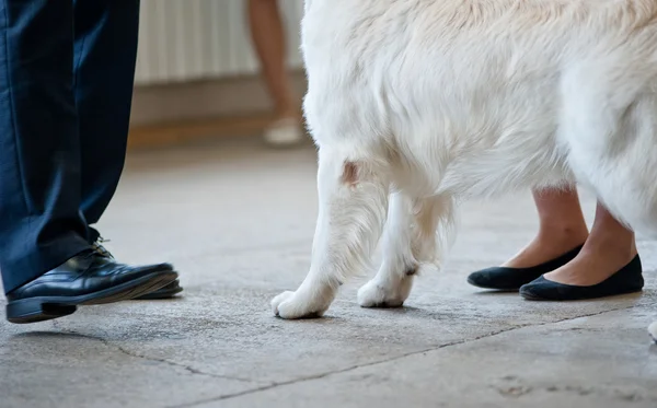 Cão mostrar detalhes — Fotografia de Stock