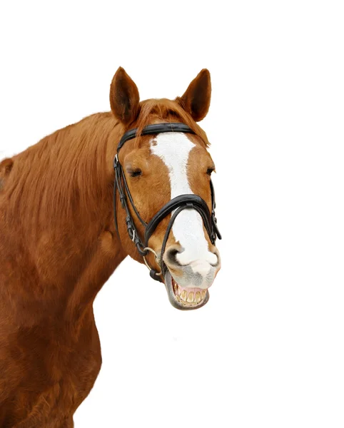 Cavalo engraçado sorrindo — Fotografia de Stock