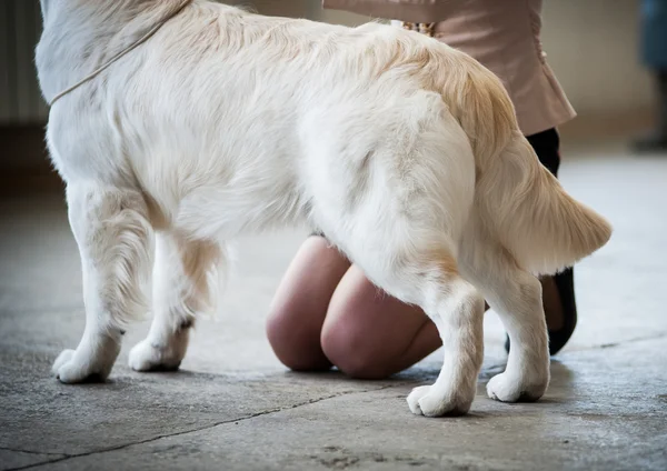 Perro espectáculo momento — Foto de Stock