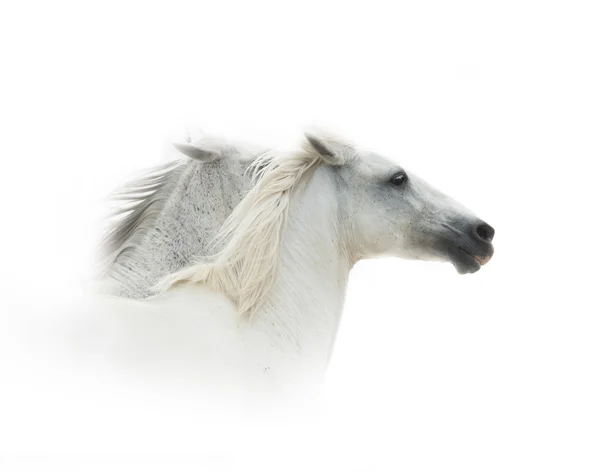 Witte paarden uitgevoerd — Stockfoto