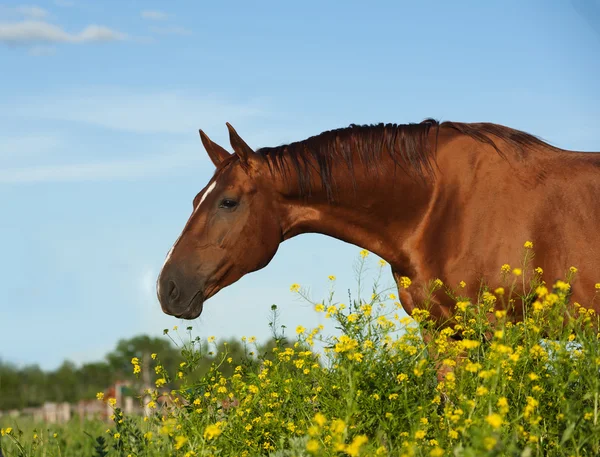 Złoty kasztan rasa konia w żółte kwiaty — Zdjęcie stockowe