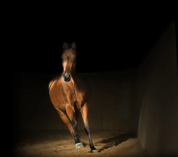 Entrenamiento de caballos árabes en la bahía en la sala de equitación — Foto de Stock